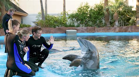 swim with dolphins vegas